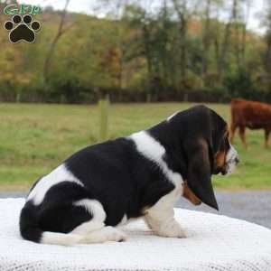 Bridget, Basset Hound Puppy